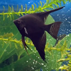 Direkt Vom Hersteller Schwarzer Skalar (Pterophyllum scalare) Größe M